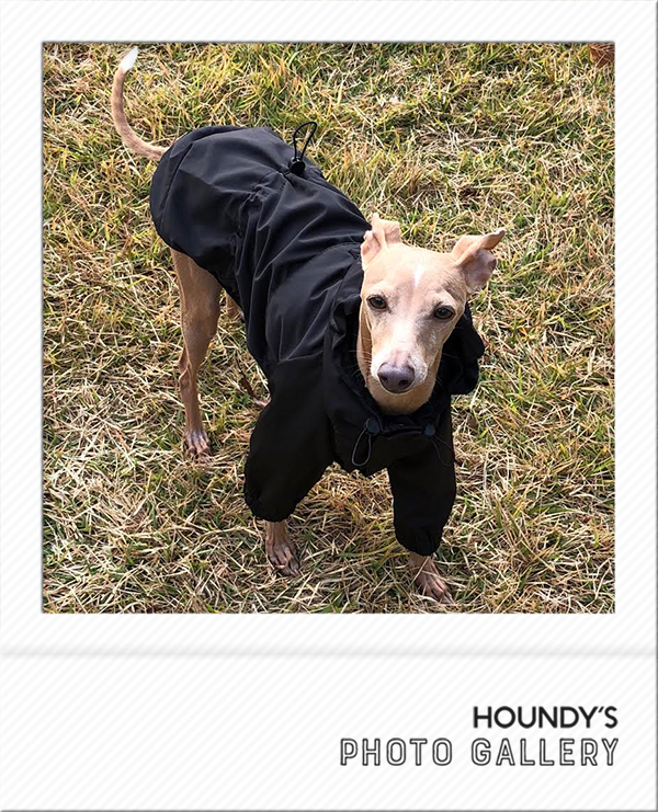 Italian Greyhound Dog Clothing Mountain Jacket iggy Luxury dog clothing Nicoa & Kab & Ritz 458
