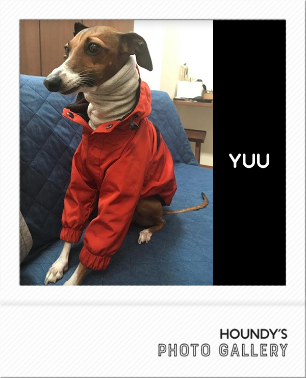 Yuu : Italian Greyhound
