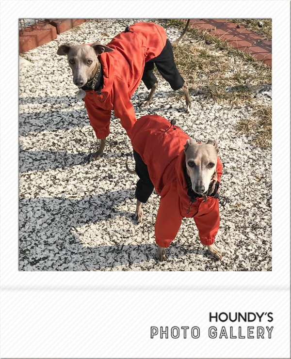 Italian Greyhound Dog Clothing Mountain Jacket iggy Pet boutique Kara & Jiji