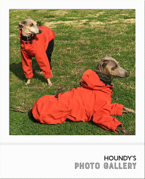 Italian Greyhound Dog Clothing Mountain Jacket iggy Dog jackets Kara & Jiji