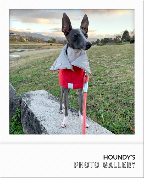 Italian Greyhound Dog Clothing Reversible Quilting Coat iggy Dog coats Cody 469