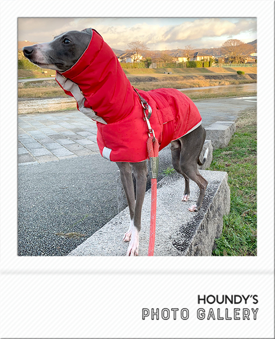 Italian Greyhound Dog Clothing Reversible Quilting Coat iggy Sighthound clothing Cody 469