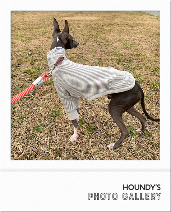 Italian Greyhound Dog Clothing Border Sweat iggy Fashionable dog clothes Cody 469