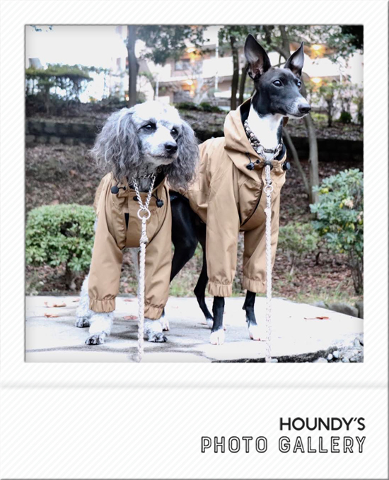 Ron & Kombu : Toy Poodle / Italian Greyhound