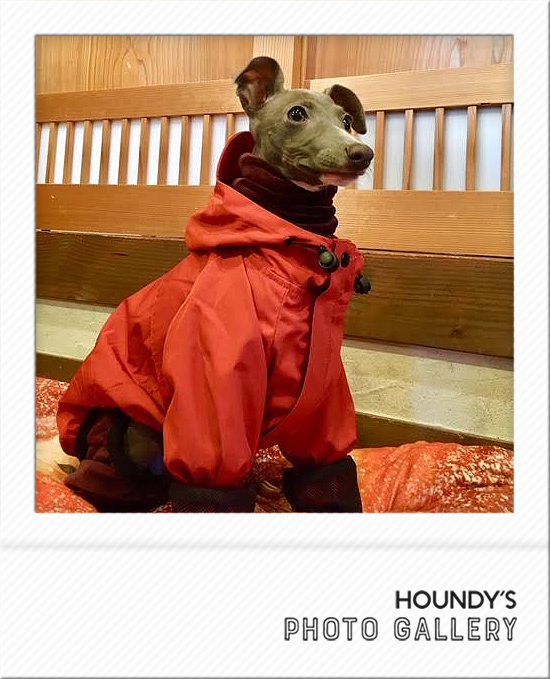 Italian Greyhound Dog Clothing Mountain Jacket iggy Dog jackets Dan 474