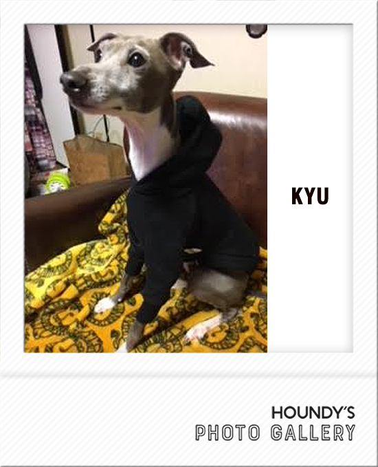 Italian Greyhound Dog Clothing Pullover Hoodie iggy Custom dog clothes Kyu 477