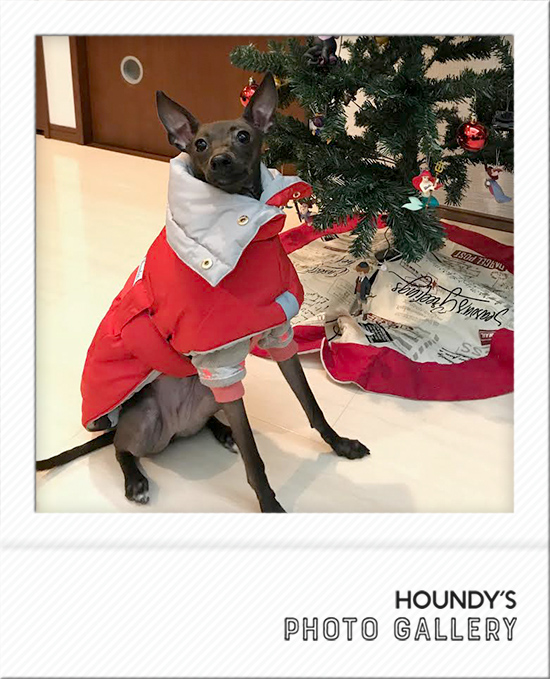 Italian Greyhound Dog Clothing Reversible Quilting Coat iggy Canine couture Mona 478