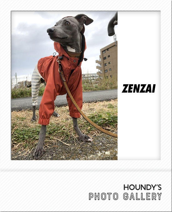 Zenzai : Italian Greyhound