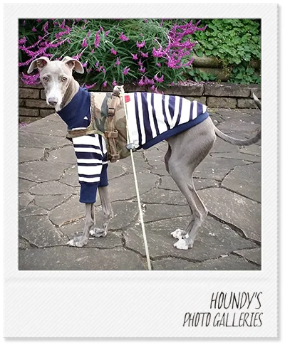 Umeko Hanako Dog Italian Greyhound clothing