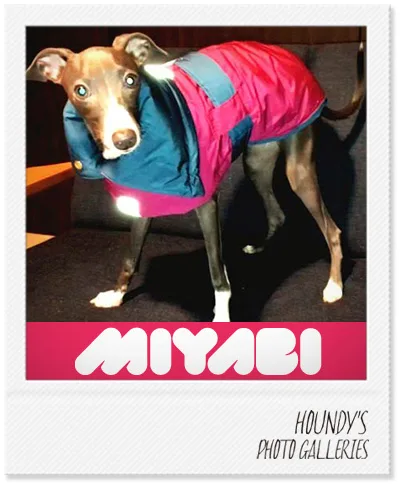 Miyabi Italian Greyhound clothes