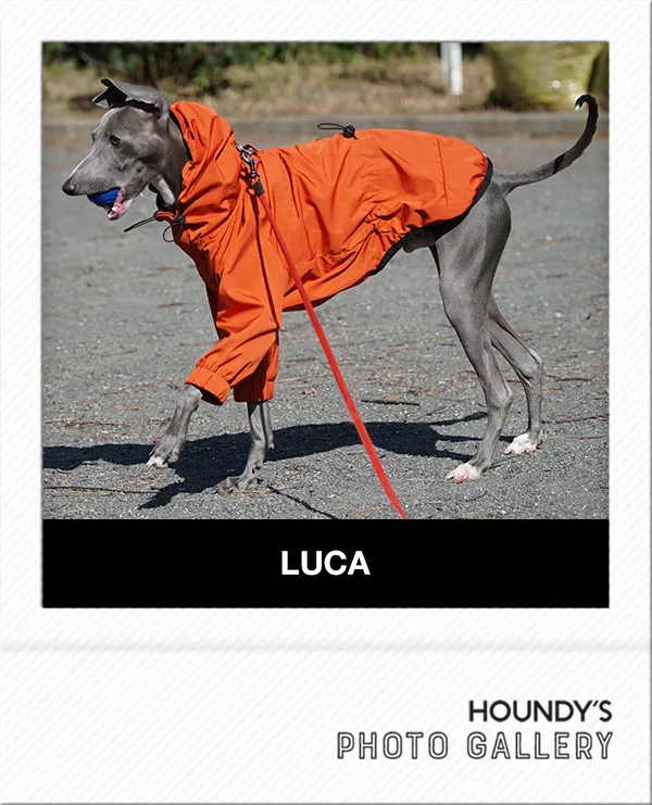 Italian Greyhound fashion Luca
