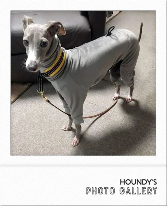 Guri Dog Italian Greyhound clothing