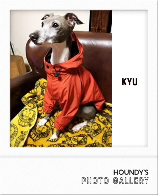 Kyu Italian Greyhound DOGWEAR