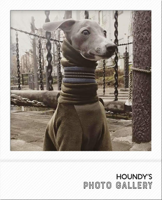 Italian Greyhound Dog Clothing Fleece Rompers iggy Small dog clothes 481