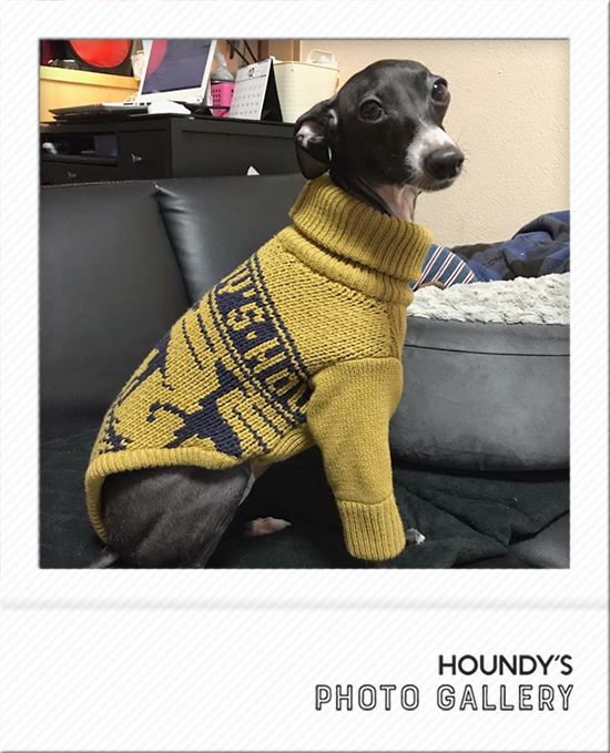 Italian Greyhound Dog Clothing Stripe Sweater iggy 482 Sighthound clothing