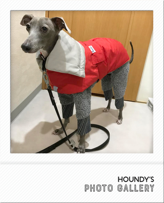 Italian Greyhound Dog Clothing Reversible Quilting Coat iggy Pet boutique 483