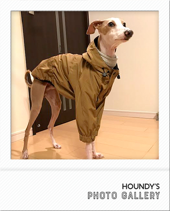 Italian Greyhound Dog Clothing Mountain Jacket iggy Online pet store 484
