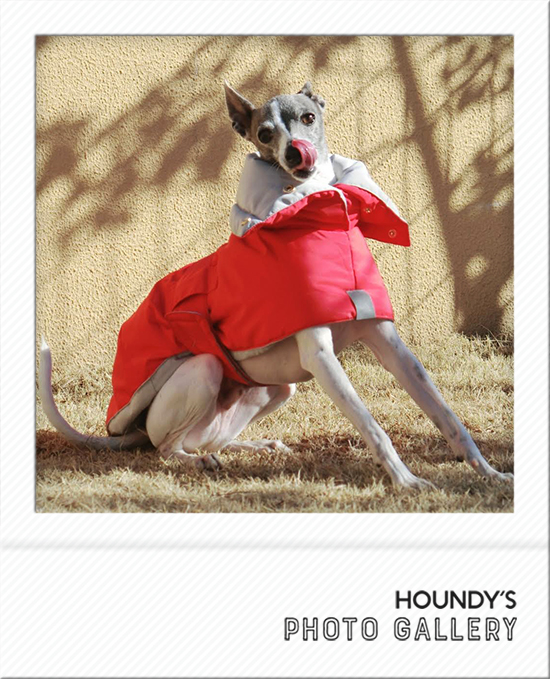 Italian Greyhound Dog Clothing Reversible Quilting Coat iggy Dog breeds 485