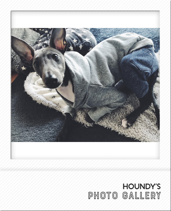 Italian Greyhound Dog Clothing Pullover Hoodie iggy 489 Dog clothing