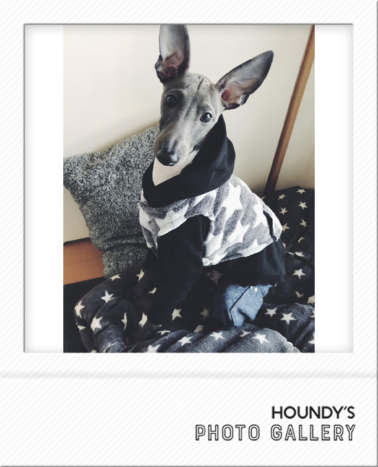 Italian Greyhound Dog Clothing Pullover Hoodie iggy 489 Dog accessories