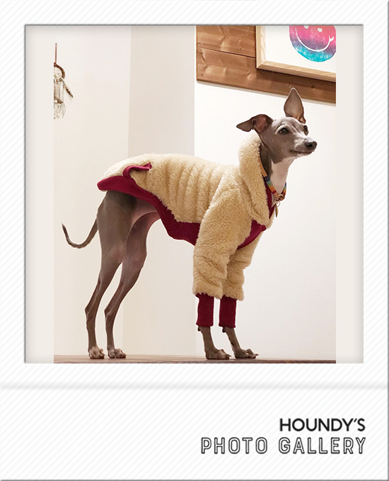 Italian Greyhound Dog Clothing Shaggy Fleece Hoodie iggy Dog apparel 491