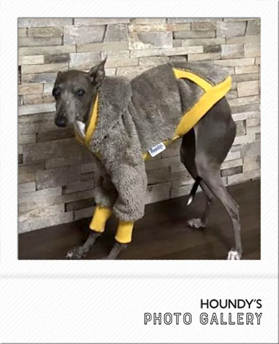 Italian Greyhound Dog Clothing Shaggy Fleece Hoodie iggy 492 Dog accessories