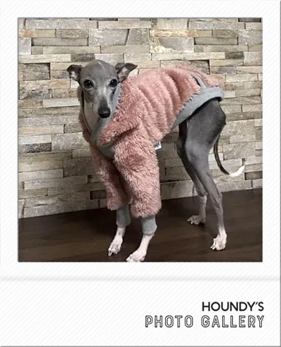 Italian Greyhound Dog Clothing Shaggy Fleece Hoodie iggy 492 Luxury dog clothing