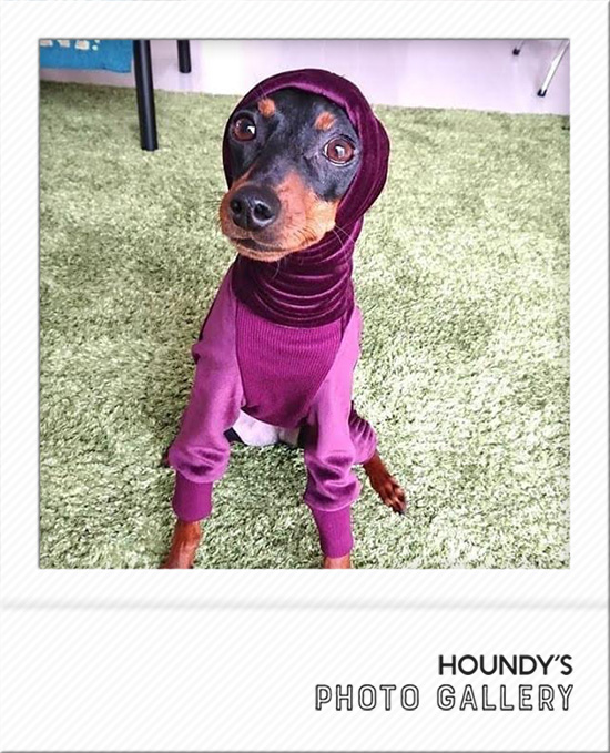 Miniature Pinscher Dog Clothing Fleece Rompers iggy Dog sweaters 495