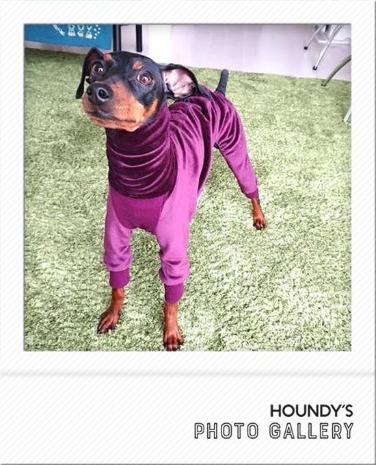 Miniature Pinscher Dog Clothing Fleece Rompers Dog sweaters 495