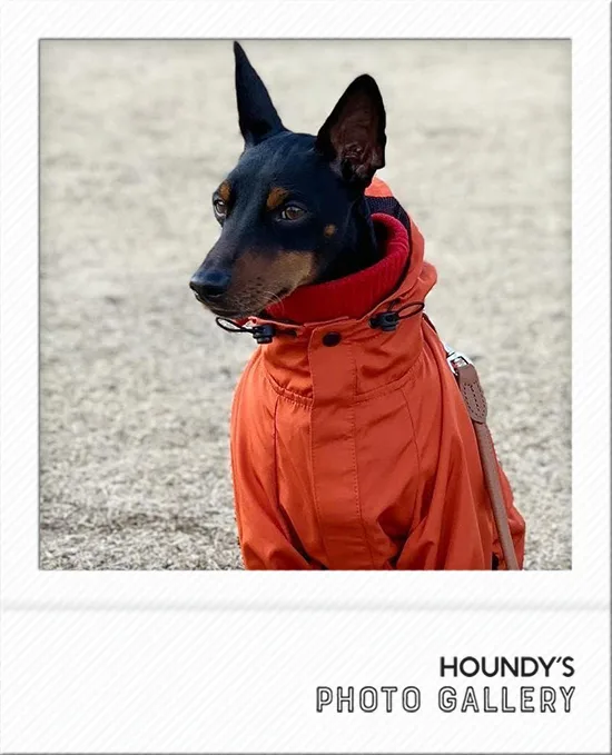 Toy Manchester Terrier Dog Clothing Mountain Jacket iggy 496 Small-breed dogs