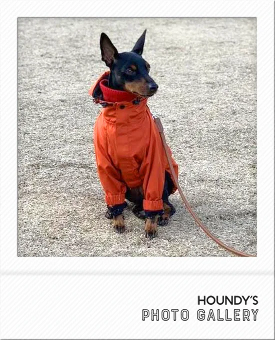 Toy Manchester Terrier Dog Clothing Mountain Jacket iggy 496 Pet boutique