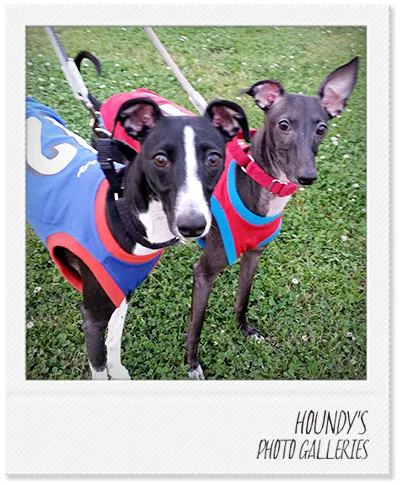 Leon & Tino : Italian Greyhound
