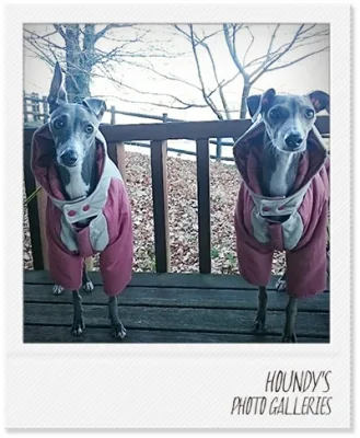 Hanako & Umeko : Italian Greyhound