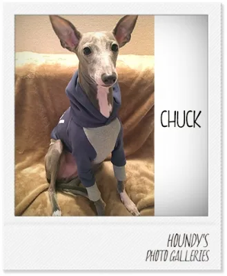 IGGY DOGWEAR clothing Customized Pullover Hoodie Chuck