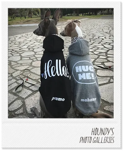 Cocomo & Mahana : Italian Greyhound