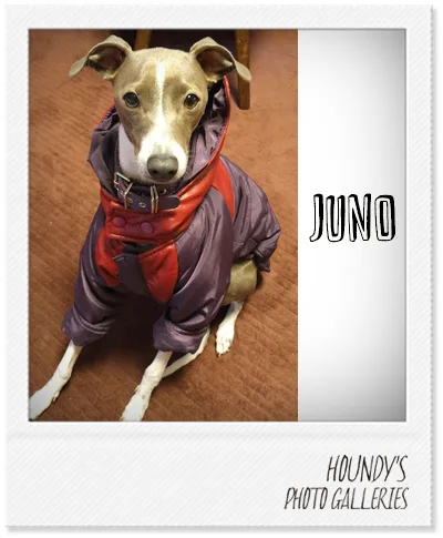 Italian Greyhound DOGWEAR Field Quilting Jacket Juno
