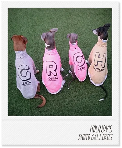 Italian Greyhound clothing Border Sweat Ranmaru & Rea & Marin & Kenta