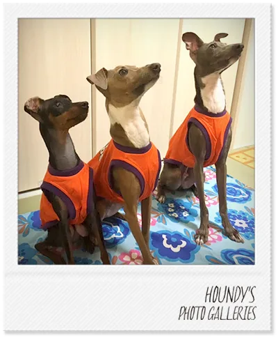 Roy & Eats & Rino : Miniature Pinscher / Italian Greyhound