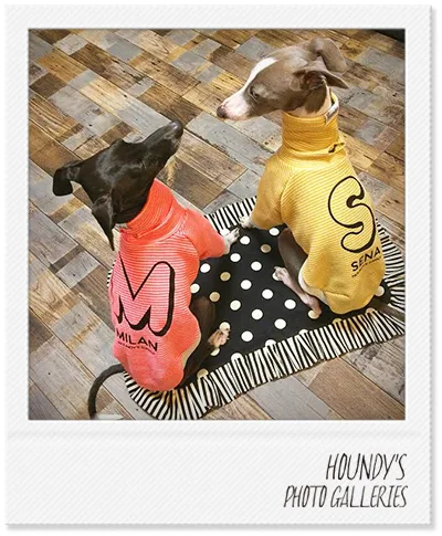 Designer dog clothes Border Sweat Milan & Sena