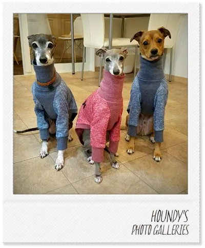 Italian Greyhound / Mix clothing High Neck Sweat [heather Color] Ranmaru & Marin & Kenta