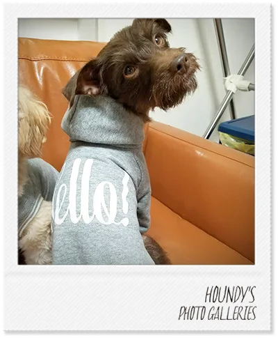 Italian Greyhound × Toy Poodle clothes Customized Pullover Hoodie Muku