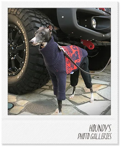 Italian Greyhound DOGWEAR Stripe Sweater Max