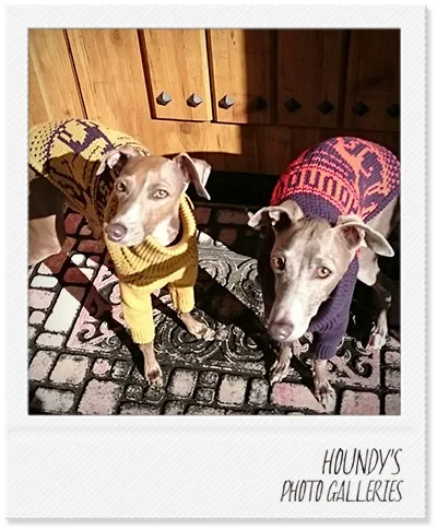 Hanako & Umeko : Italian Greyhound