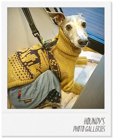 Italian Greyhound clothing  Stripe Sweater Haiji