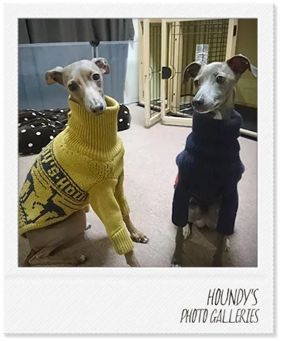Arare & Mizore : Italian Greyhound