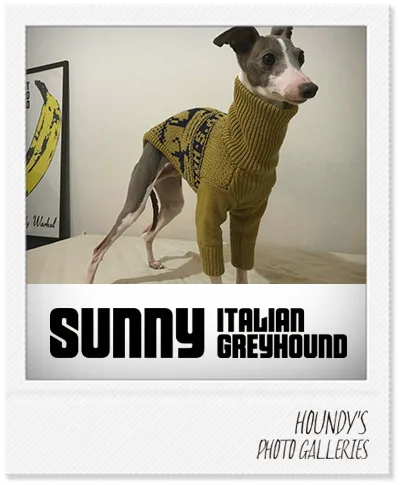Designer dog clothes Stripe Sweater Sunny