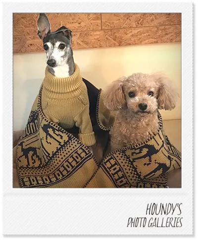 Toy Poodle / Italian Greyhound clothing Stripe Sweater Choco & Robby