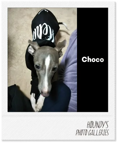 Choco : Italian Greyhound