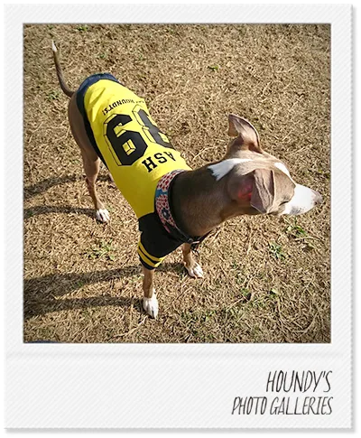 Italian Greyhound clothes Raglan T-shirt [ Back number ] Ash & Hanna