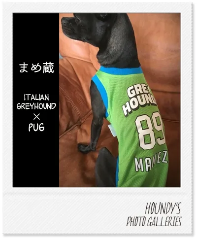 Italian Greyhound × Pug Mix DOGWEAR  GREYHOUNDS Mesh Tank Top Mamezou